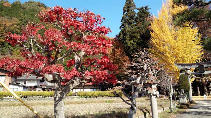 町内の神社の紅葉（2014年11月11日撮影）