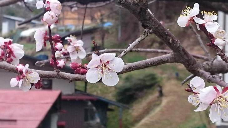 家にある梅の木の花（2016年4月5日撮影）