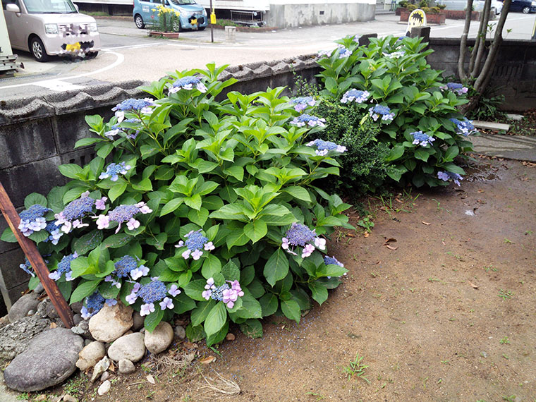 紫陽花と紫陽花の間で見えないブバルディア　石川県で（20150613撮影）
