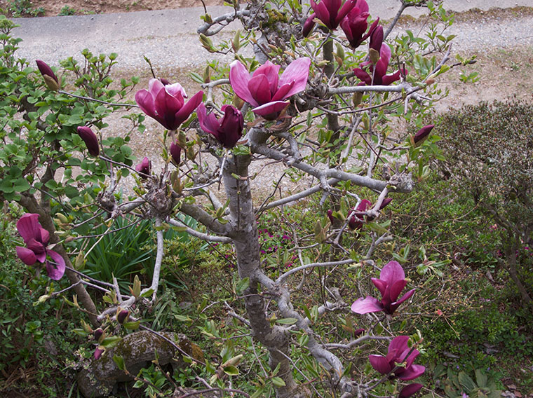 シモクレン magnolia 花言葉：ムードのある人（20160425撮影）