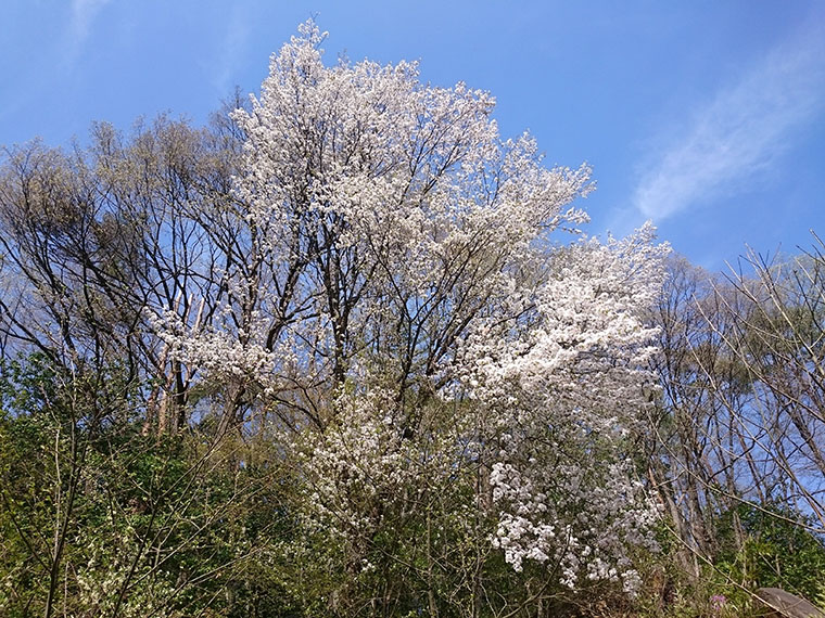 裏山に咲く山桜 wild cherry blossom 花言葉：精神的な美（20160426撮影）