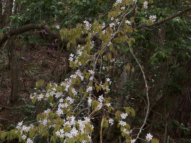 他の木々の隙間に咲く山桜（20160427撮影）