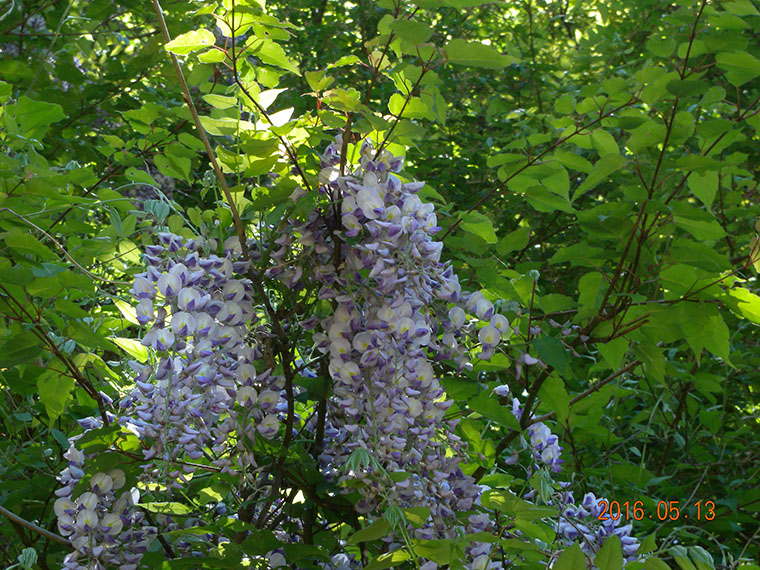 フジの花 wisteria（20160513撮影）