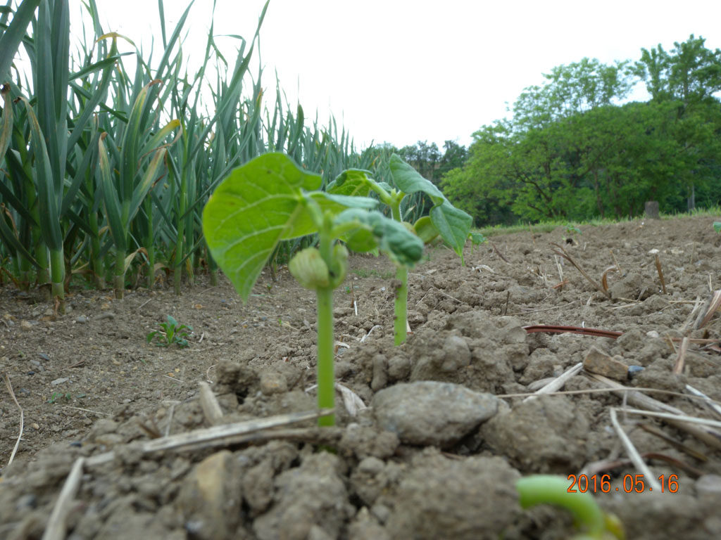 芽が出た白ささげ豆（20160516撮影）