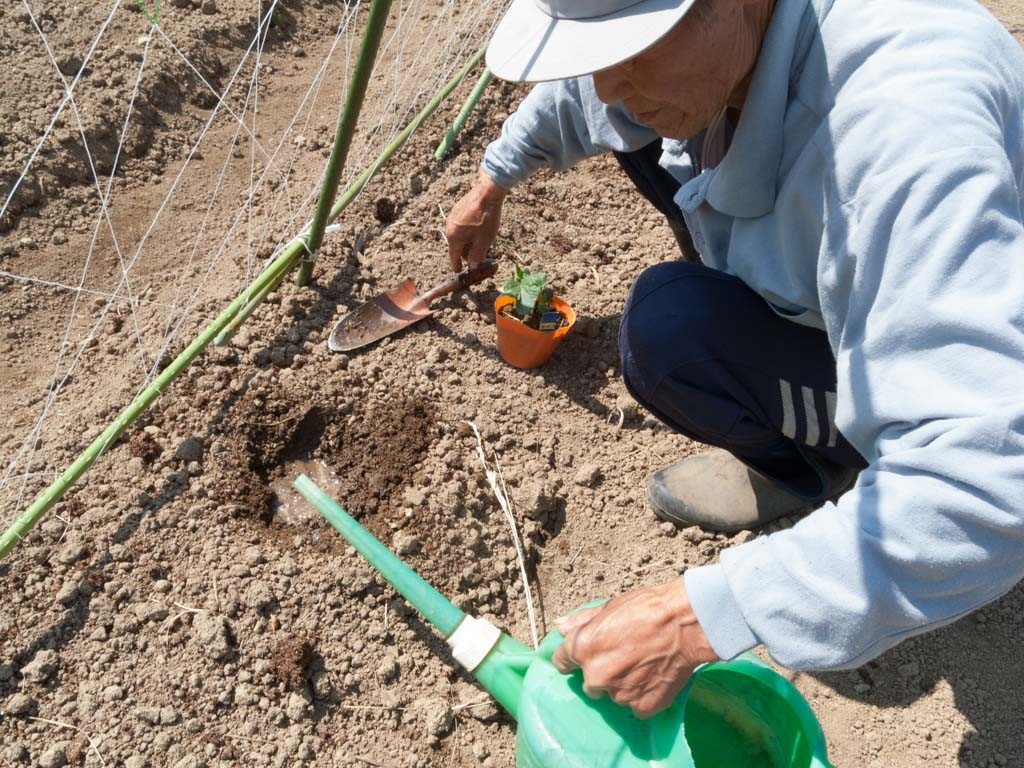 苗を植える部分を掘り、水を注ぐ（20160523撮影）