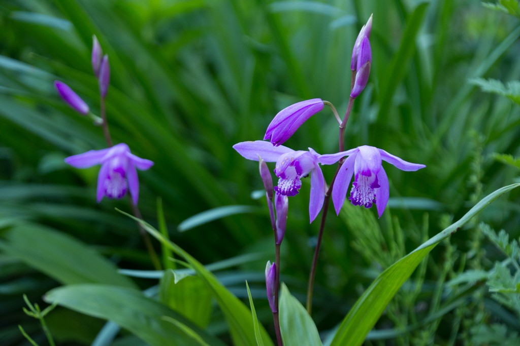 紫色の紫蘭 urn orchid 花言葉：あなたを忘れない（20160602撮影）