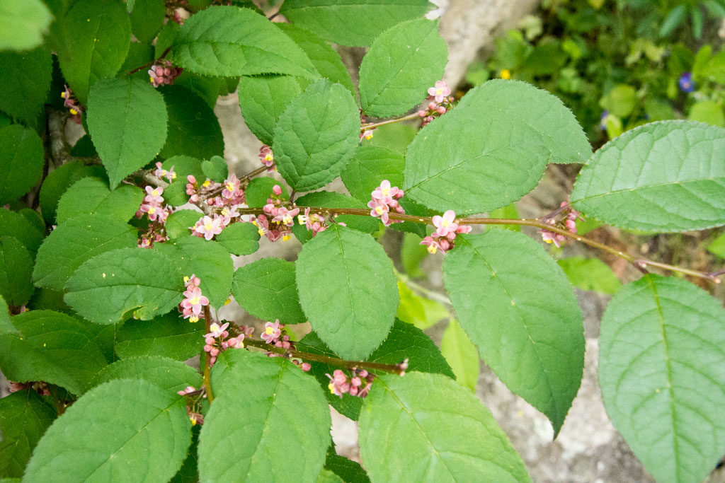 ウメモドキ japanese winterberry 花言葉：明朗、知恵、深い愛情（20160615撮影）
