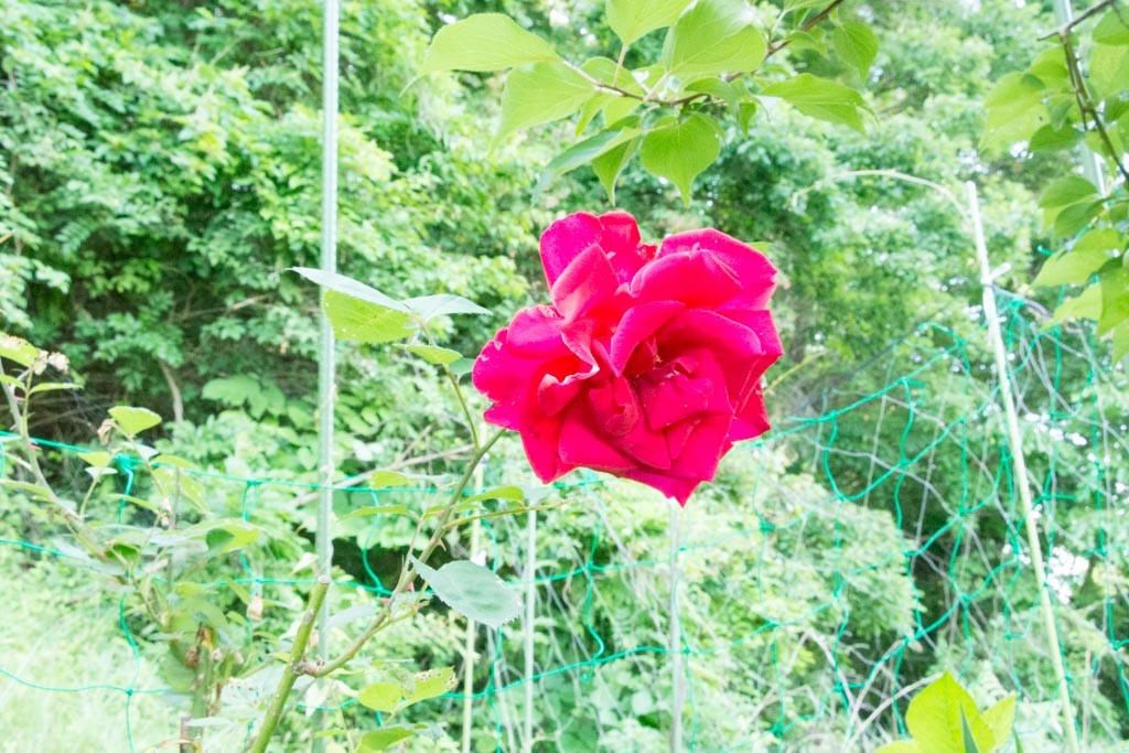 バラ rose 花言葉：愛情（20160615撮影）