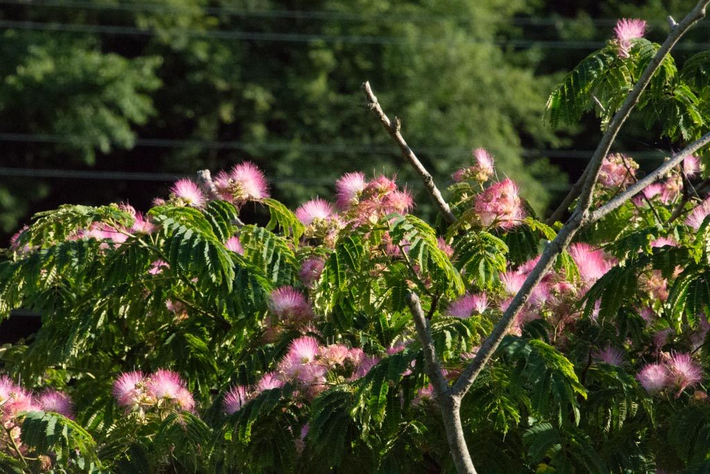 ねむの木 silk tree 花言葉：歓喜、夢想、安らぎ（20160707撮影）