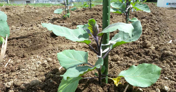 20160517_planted-eggplants