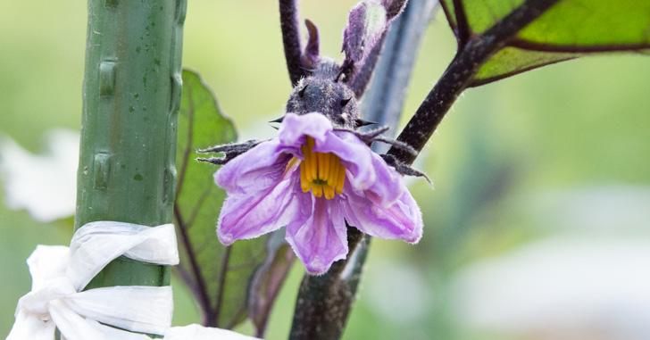 20160610_flower-of-eggplant