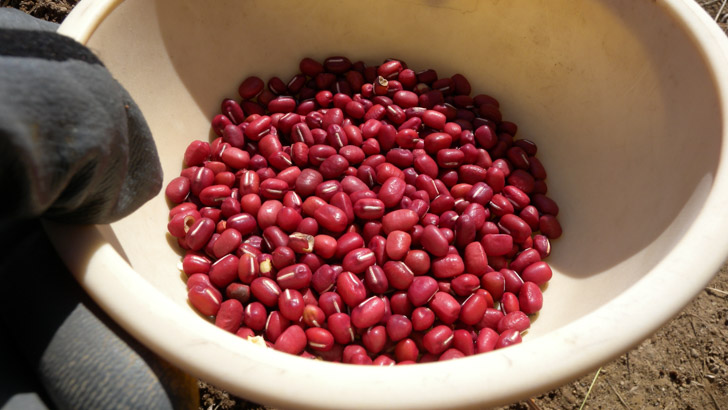 20161218_cultivation-of-red-beans